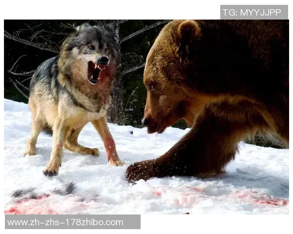 熊与狼群的生存斗争探秘自然界的弱肉强食法则